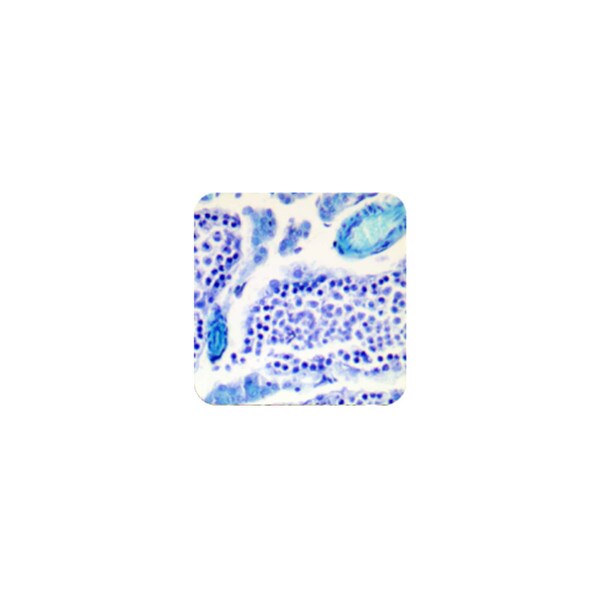 Luxol Fast Blue Stain Kit